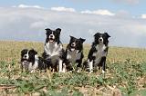 BORDER COLLIE 077